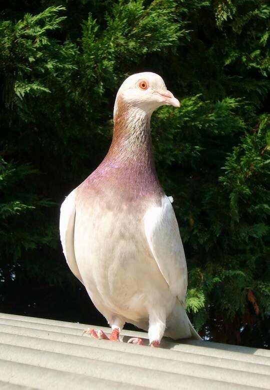 pigeon