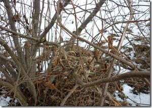 un nid abandonné pendant l'hiver