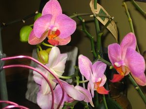orchidées_1033