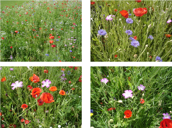 COQUELICOTS