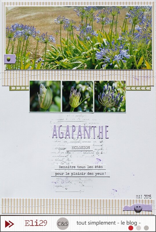 agapanthe