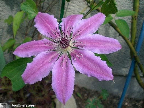Clématite 'Nelly Moser'