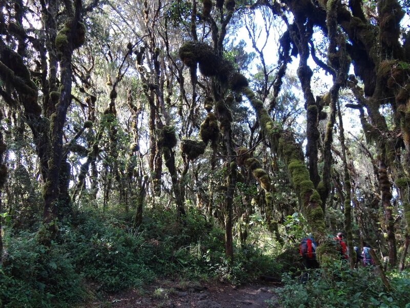 Descente dans la forêt équatoriale