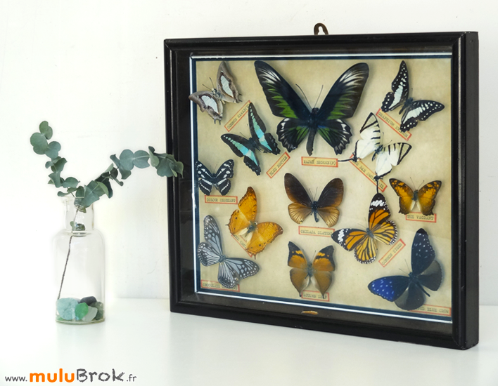 Cadre-PAPILLONS-NATURALISES-3-muluBrok-Vintage