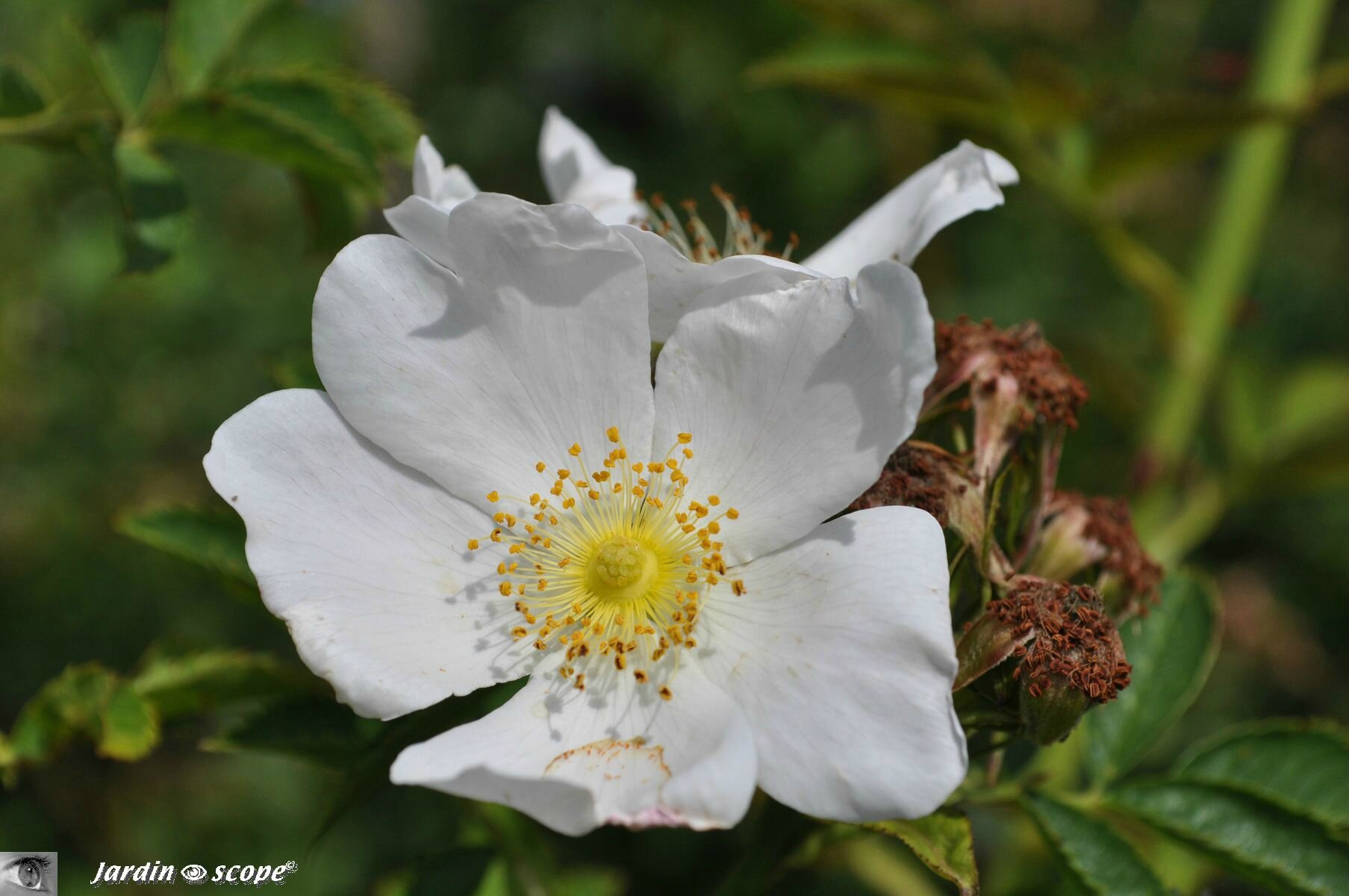 Rosier Rugosa blanc