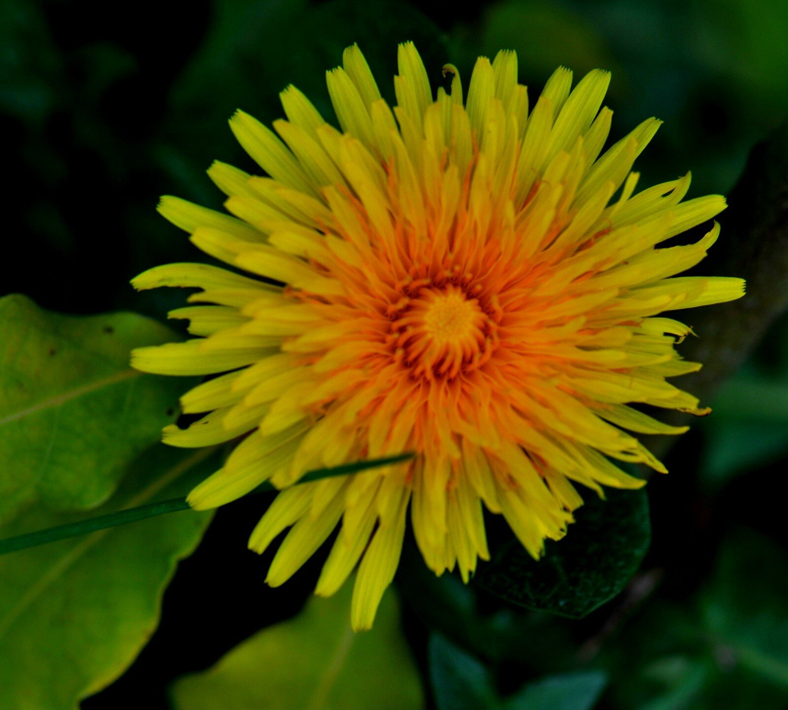 HD3_5656-1