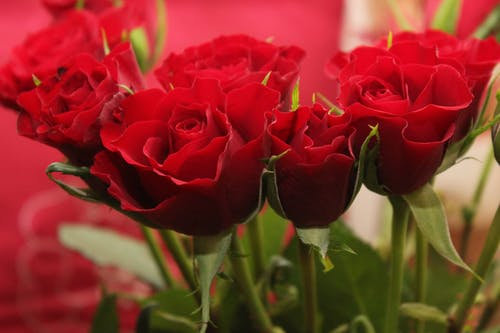 roses_5