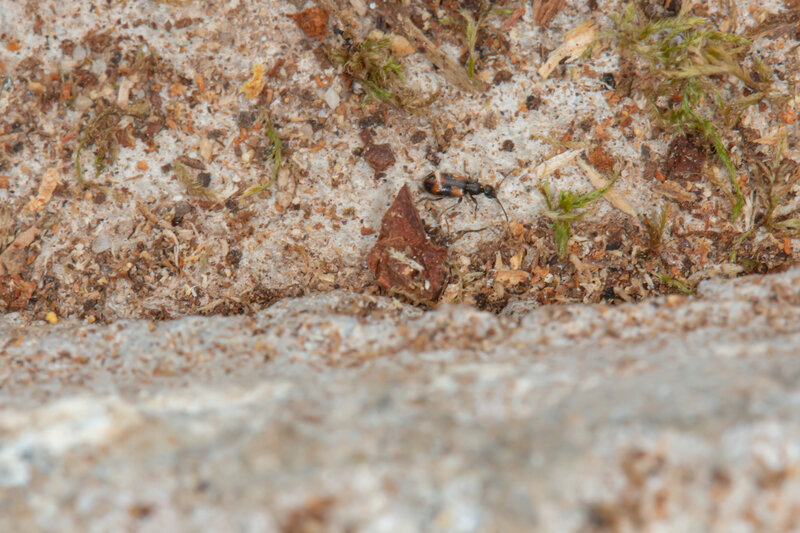 minuscule coléoptère