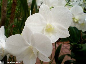 Phalaenopsis_White_Surprise