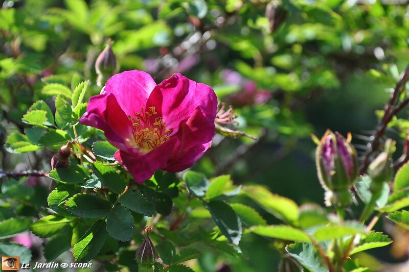0010-Rosier-Single-Cherry-