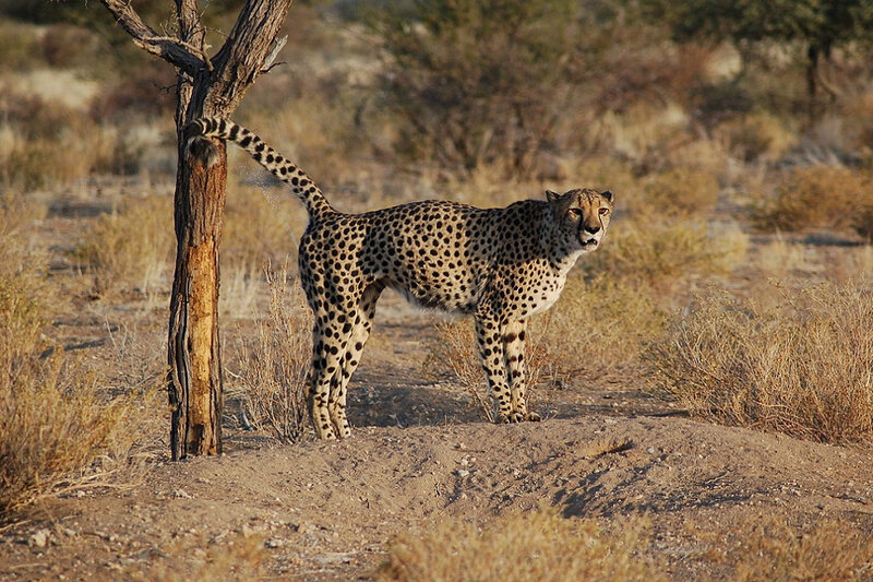 GUEPARD D'AFRIQUE AUSTRALE DANS LE SUD NAMIBIEN