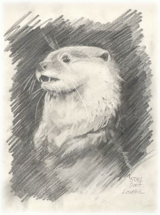 Loutre2