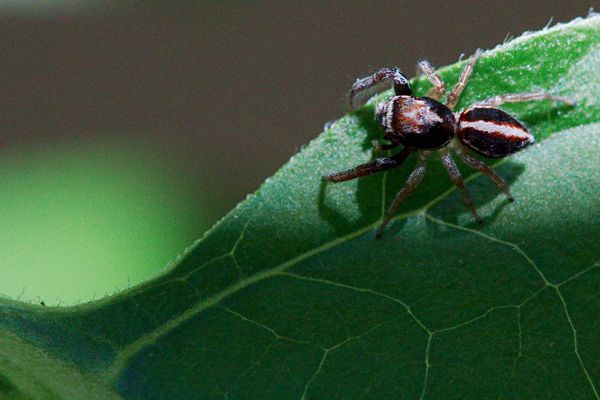 Araignée sauteuse_6037