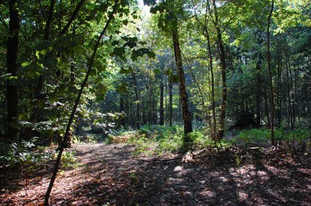 foret_05