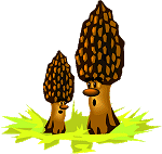Morilles_rigolotes