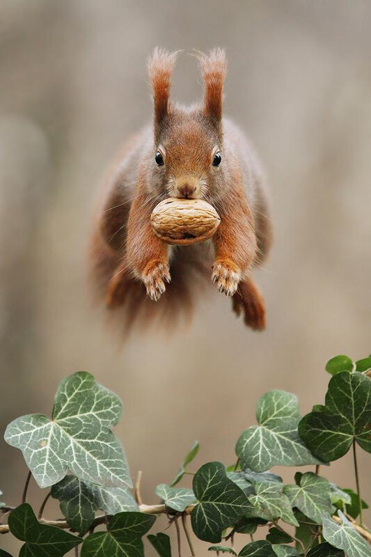 ecureuil noix