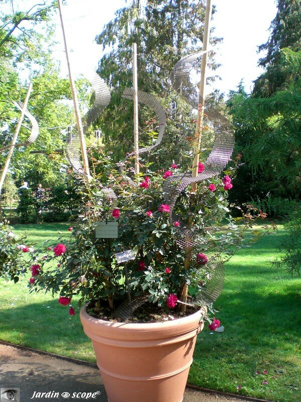 Le rosier 'Red Parfum' en pot