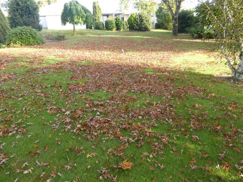 22-feuilles mortes (4)