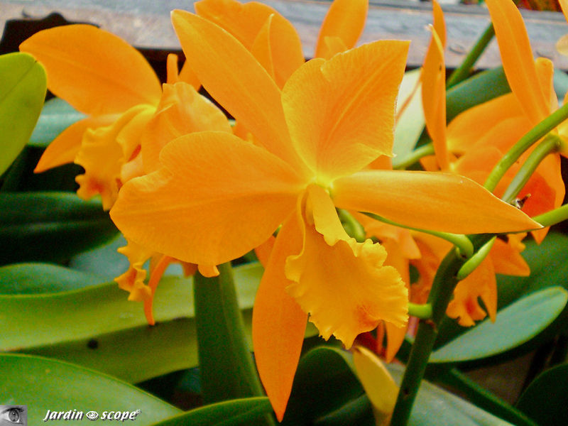 Exposition d'Orchidées 2009