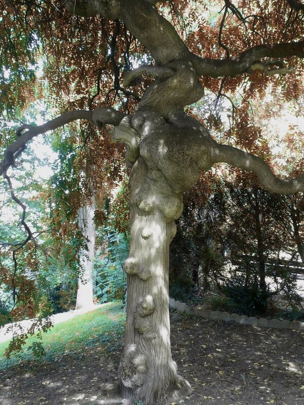 Arbre en forme