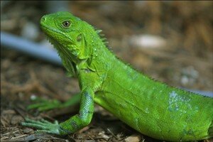 iguana_closeup