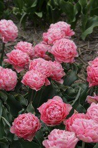IMG_2161copie1