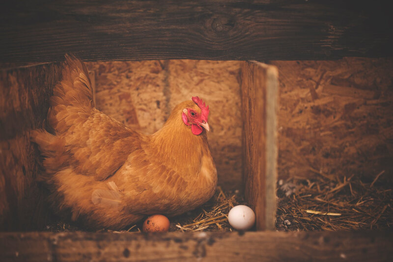 poule_1