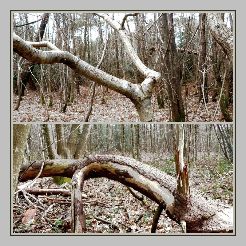 branches tortueuses