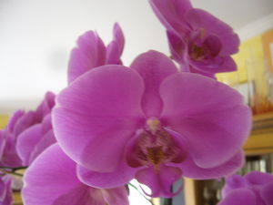 orchid_e_x