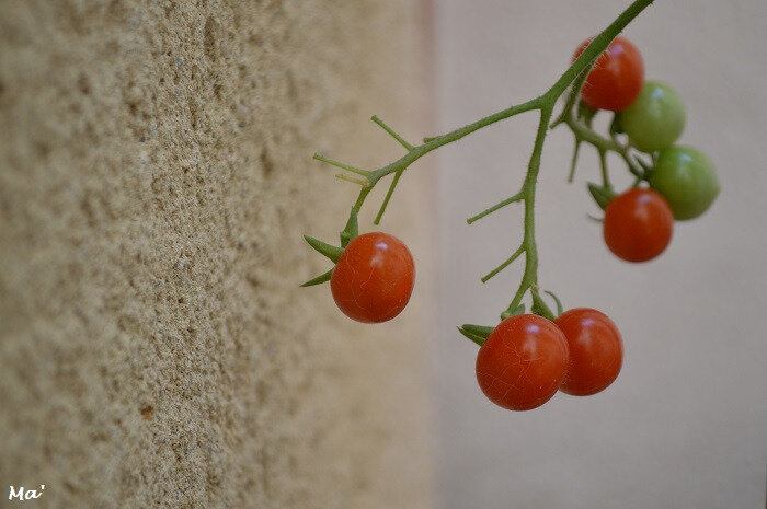 180701_tomates_cerises