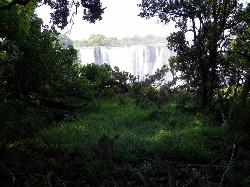 Vue sur Main Falls depuis la forêt tropicale