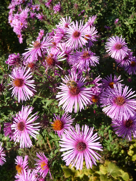 Asters 4