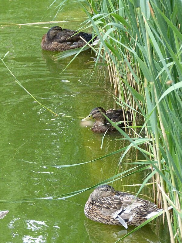 parc de bercy 5