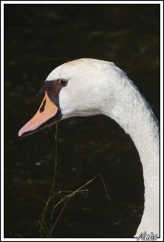 Cygne tuberculé