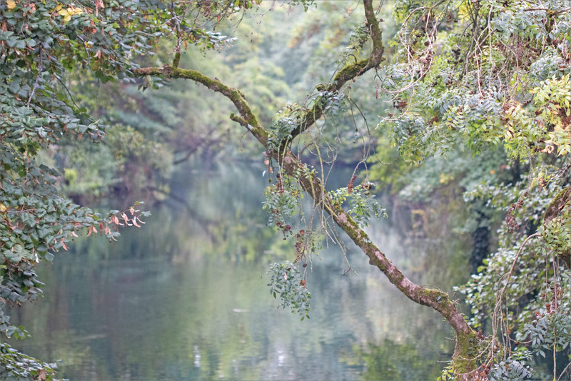 Paysage arbre penché Bouzon 270922