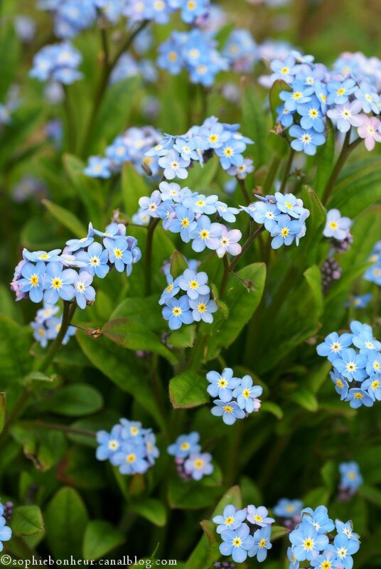 myosotis bis