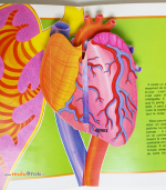 NOTRE-CORPS-Livre-popup-7-muluBrok
