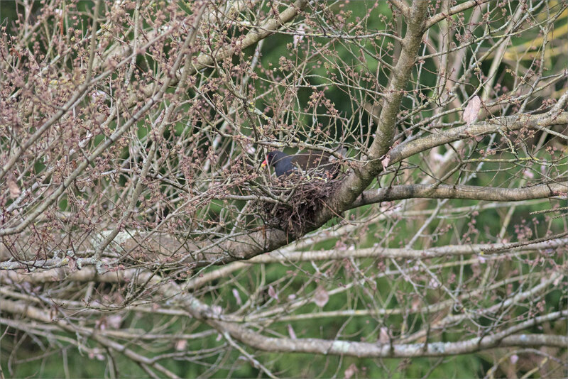 Oiseau poule eau nid hauteur 120319 ym 3