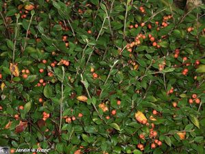 Cotoneaster franchetii