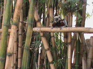 lemur's park (4)