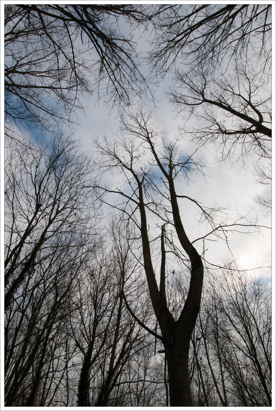 Galuchet arbres ciel matin 281218