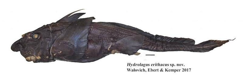 80f139575c_102659_chimere-hydrolagus-erithacus-revue