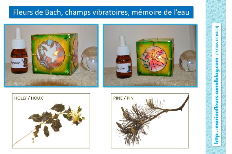 Fleurs de Bach, champs vibratoires, mémoires de l'eau ; Marion et ses petites fleurs