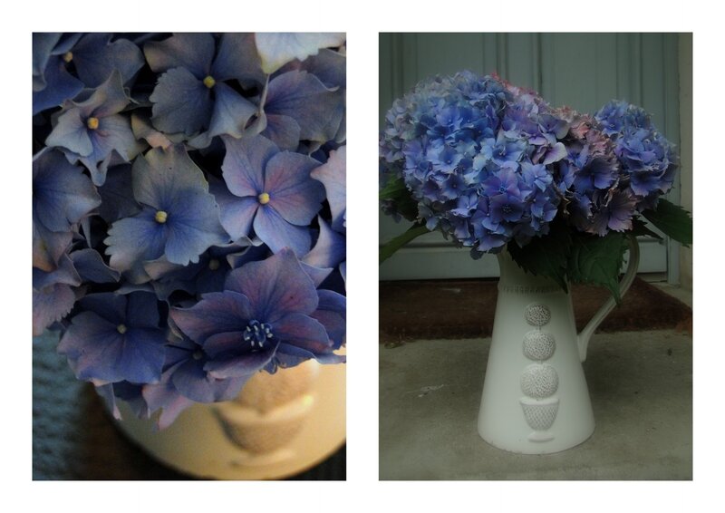 hortensias bleus valerie albertosi jardin jardinage
