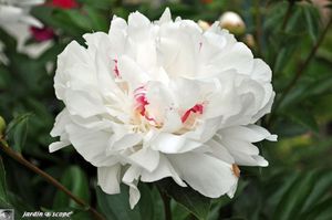 Paeonia-lactiflora-festiva-maxima