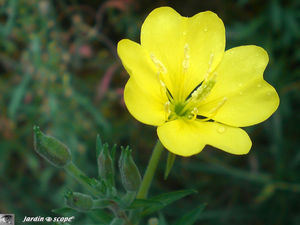 Oenothera_biennis_fleur