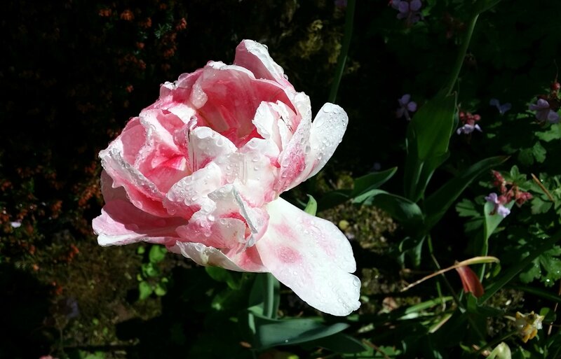 15 05 03 Tulipe rose 12h46