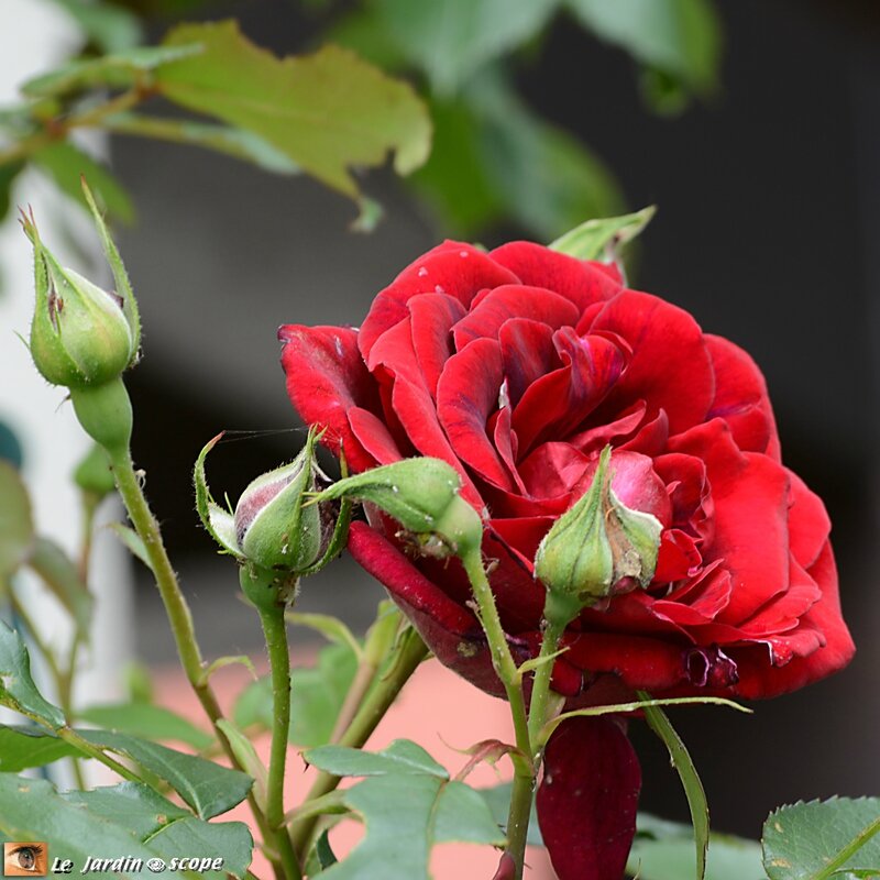 Rosier grimpant Red parfum