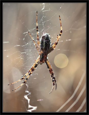 rosee_argiope_toile_soleil_2_150810