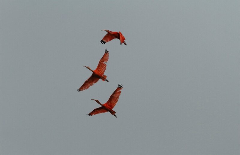 Eudocimus ruber - Ibis rouges